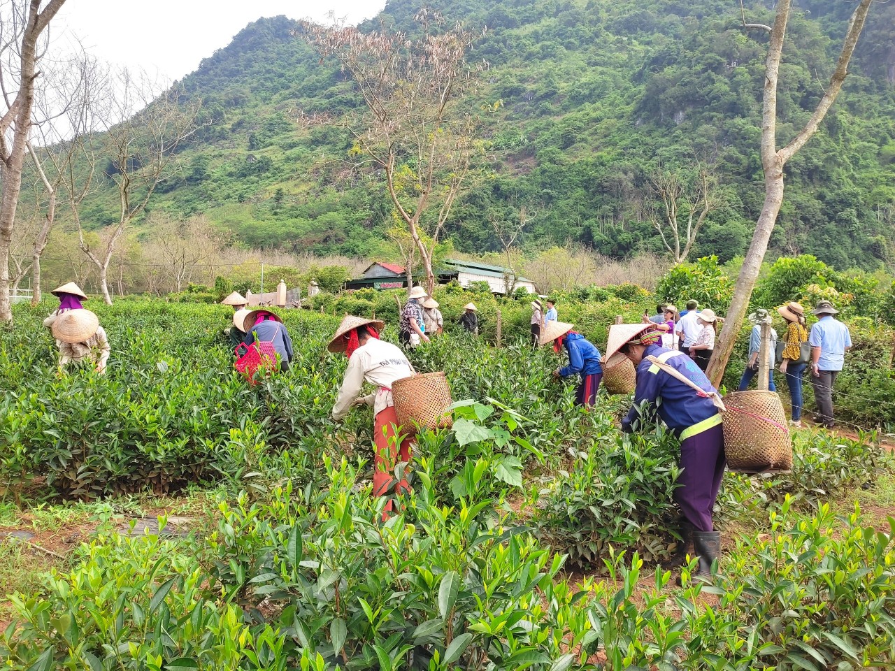 Product Info Image 2